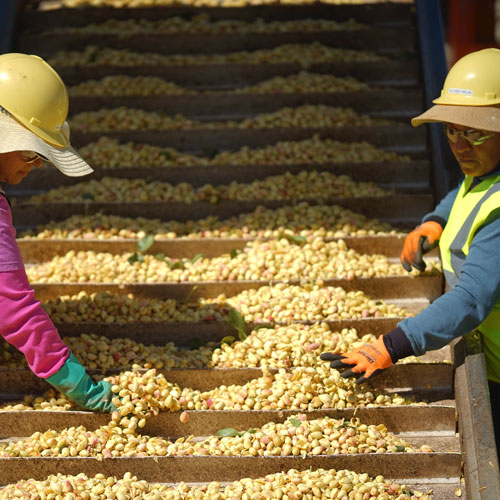 American Pistachios